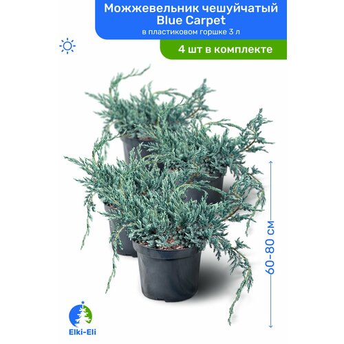 можжевельник блю карпет h20 40 см Можжевельник чешуйчатый Blue Carpet (Блю Карпет) 60-80 см в пластиковом горшке С3, саженец, хвойное живое растение, комплект из 4 шт