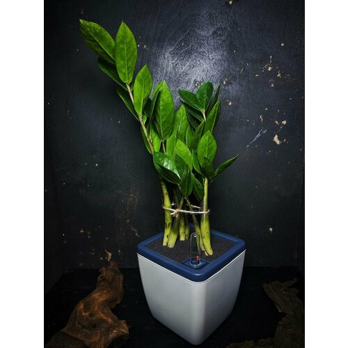 Замиокулькас 40+ см в кашпо с автополивом 1,5 л от Flolefor