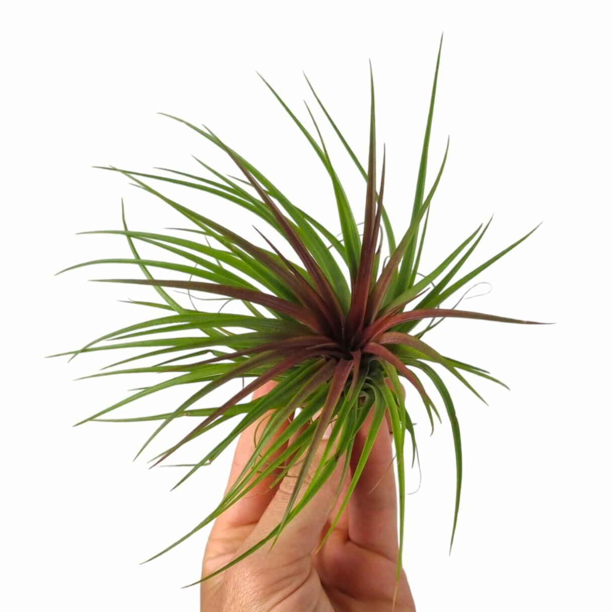 Тилландсия Рейнфорест Ред (Tillandsia Rainforest Red)