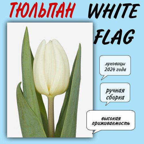 Луковицы тюльпана, сорт White Flag, 7 шт луковицы тюльпанов auckland 10 штук