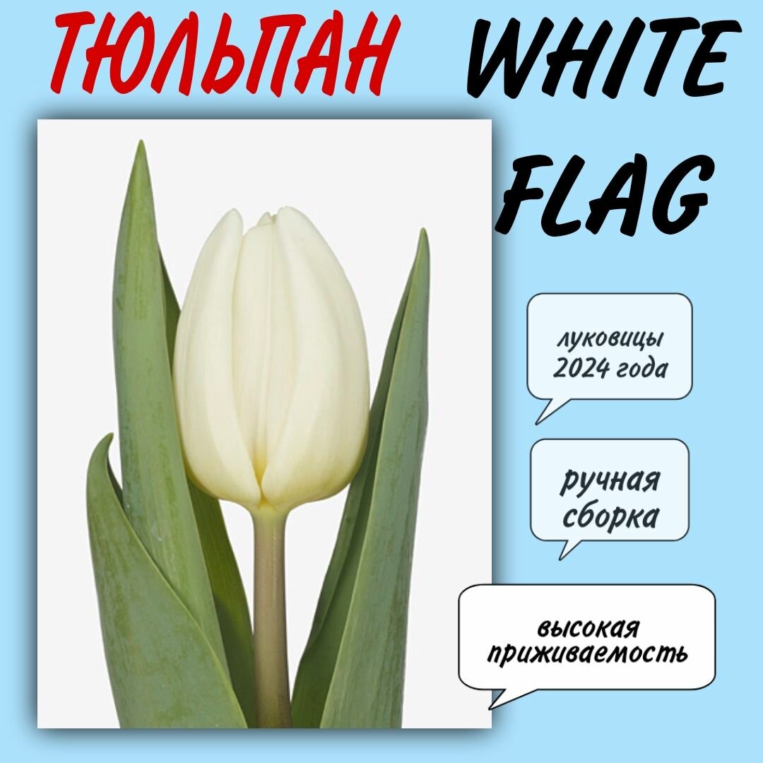 Луковицы тюльпана сорт "White Flag" 5 шт