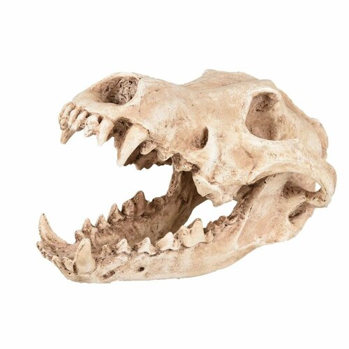 Грот для аквариума Череп хищника Flamingo 24 х 13 х 13 см полирезин FL410220 3090₽