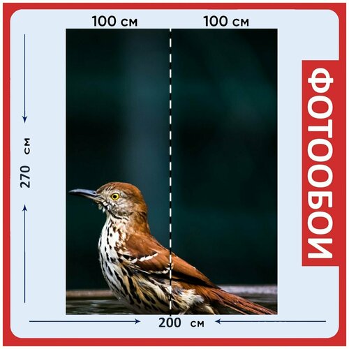 Фотообои Коричневый трэшер птица поилка для птиц 200x270 см флизелиновыена стену 2960₽