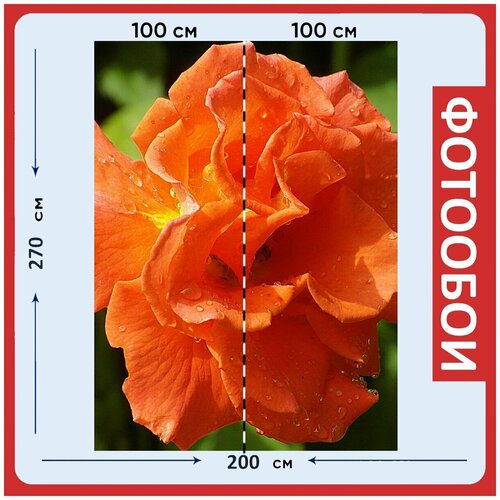 Фотообои Роуз цветок оранжевый 200x270 см флизелиновыена стену 2940₽