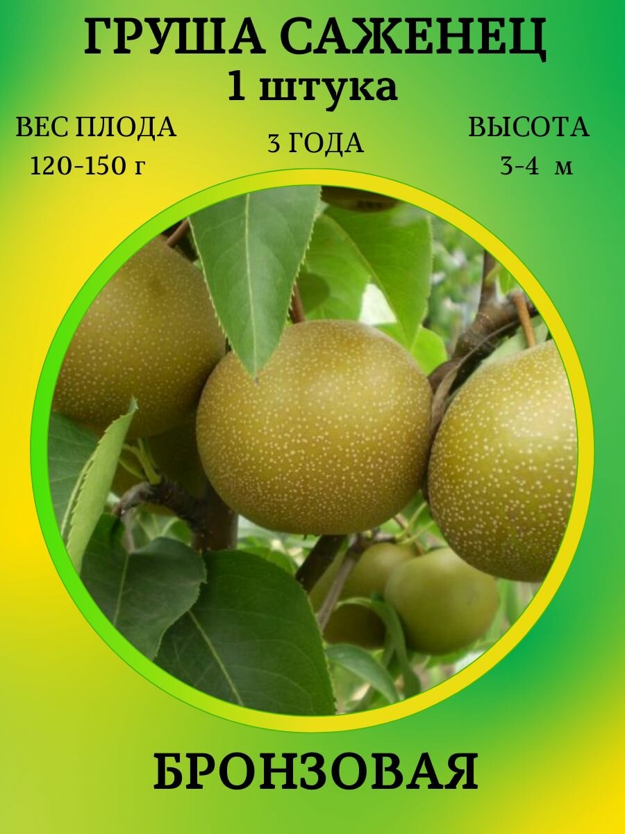 Груша саженец Бронзовая1 штука