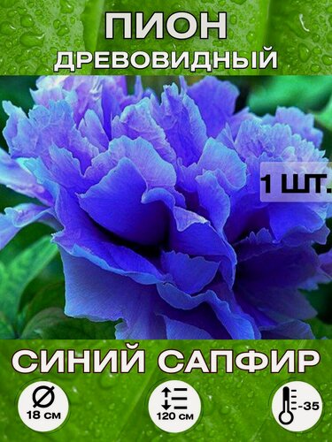 Изображение товара Пион Синий сапфир корневище
