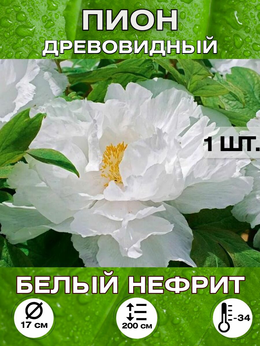 Пион Белый нефрит корневище