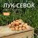 Лук севок Стурон 0,5 кг. Урожай 2023
