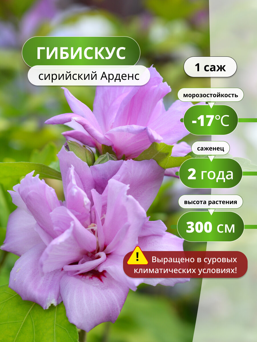 Гибискус сирийский Арденс (Ardens) / саженец гибискуса, декоративный кустарник