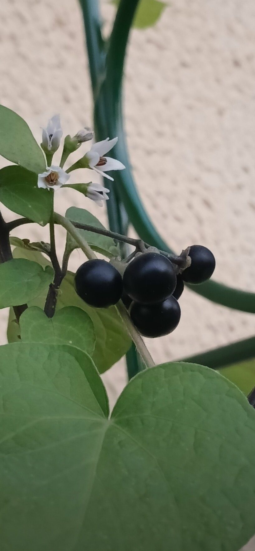 Паслён чёрный- семена 10шт