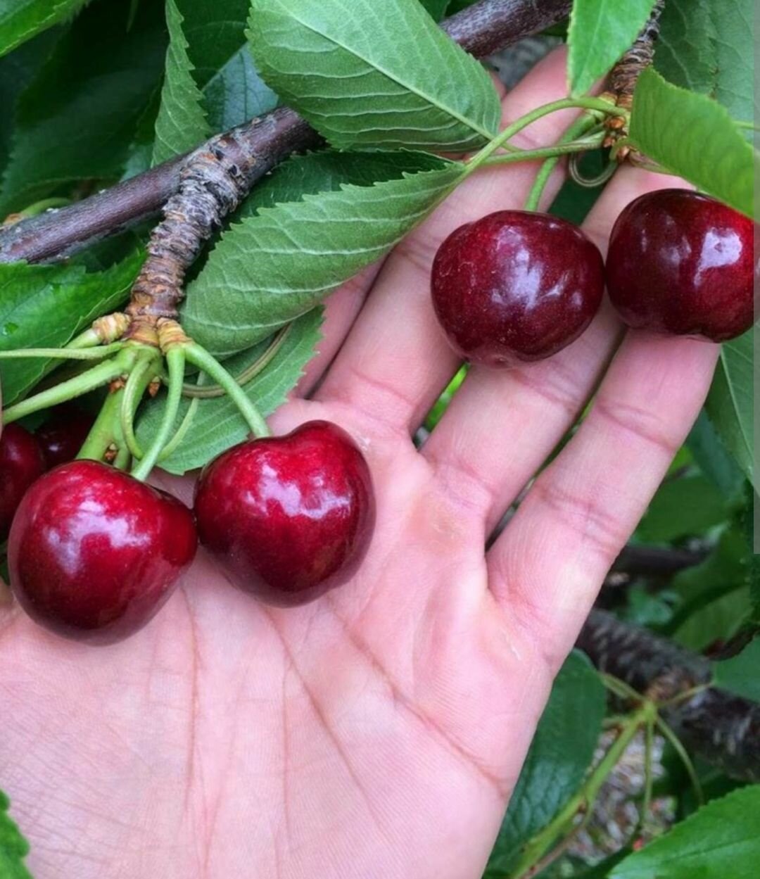 Черешня Бычье сердце