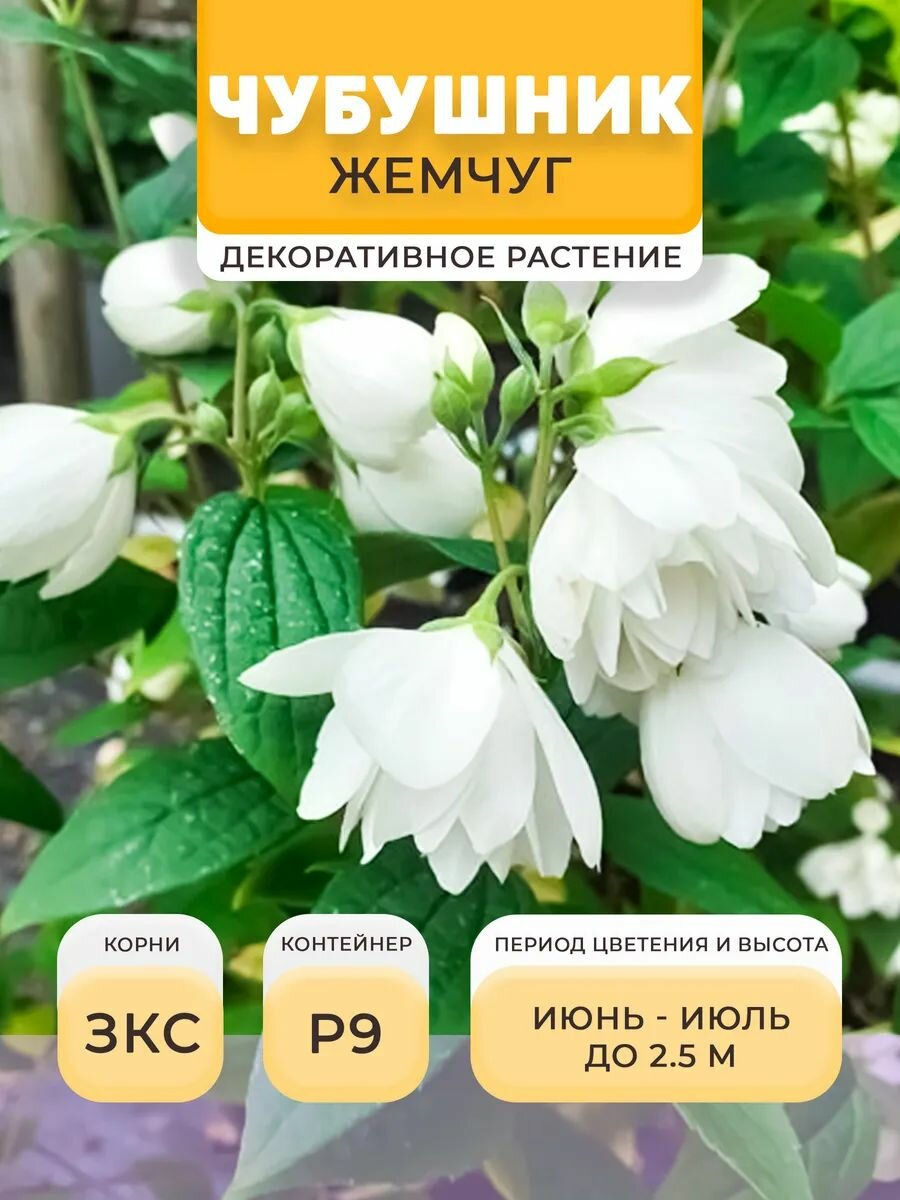 Чубушник саженец Жемчуг в горшке P9 05 л многолетнее | Микроклон