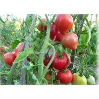 Коллекционные семена томата Ленинградский сердцевидный