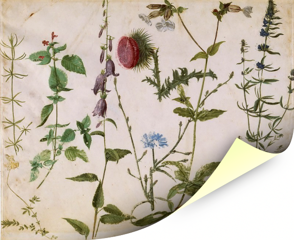 Картина для интерьера "Восемь эскизов полевых цветов", художник Дюрер, Альбрехт, печать на холсте (40х33 см / без подрамника)