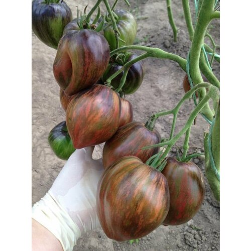 Семена томатов сорт Повстанческий звездный истребитель (10 штук)