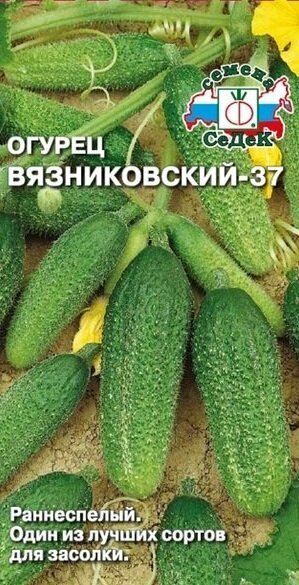Семена Огурца 