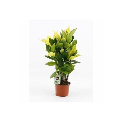 Кодиеум Бразилия разветвленный (D-12)