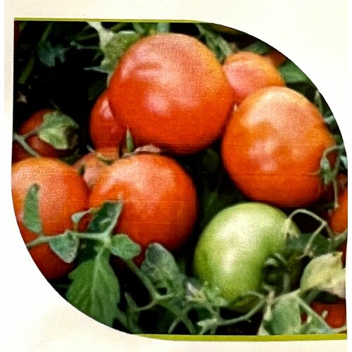 Бердавани 400, селекция Армения.