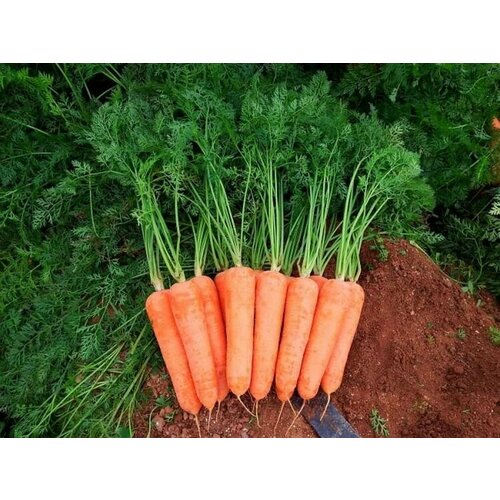 Коллекционные семена моркови Диаменто F1