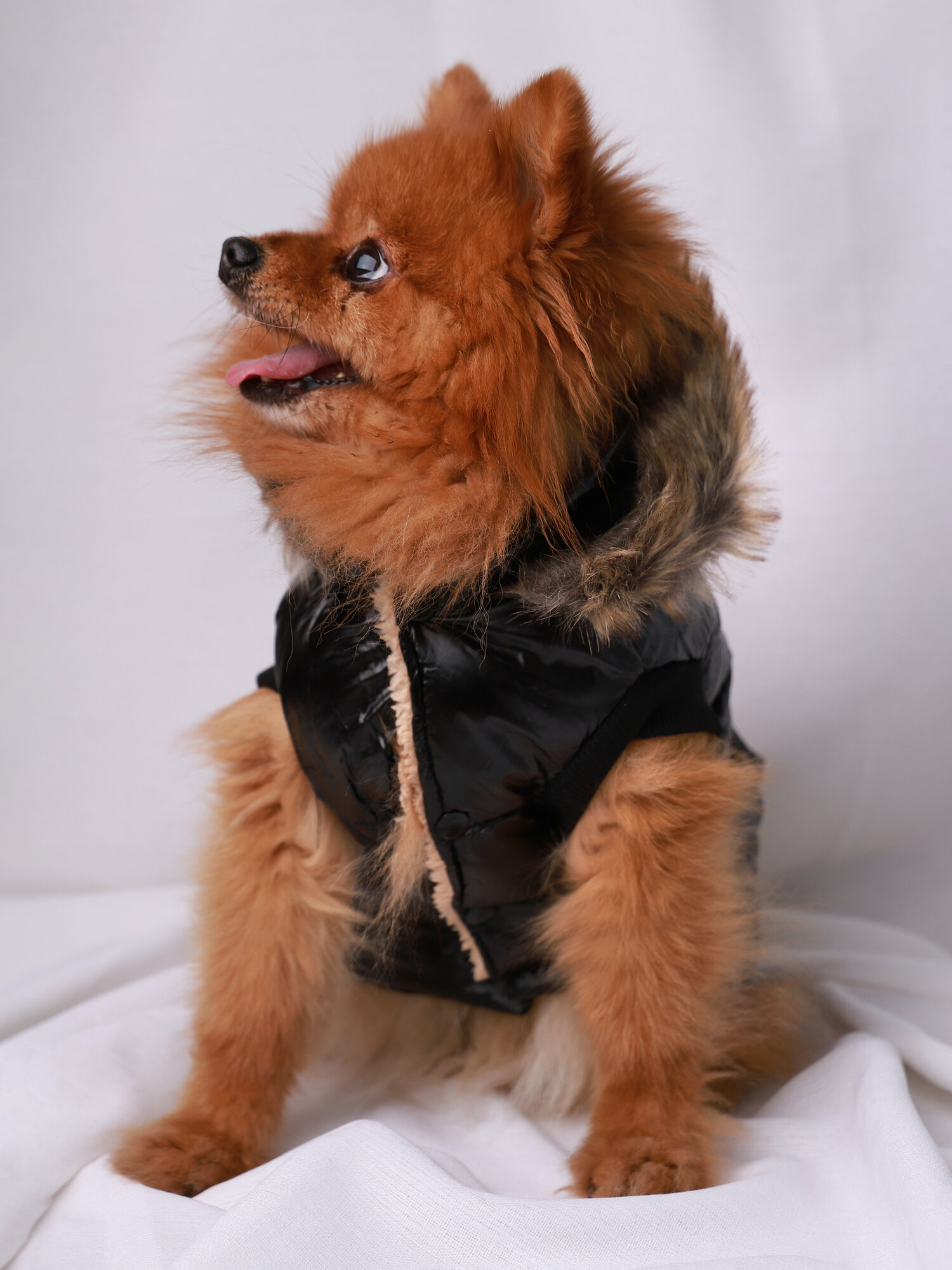 Куртка для собак черного цвета (размер M ) - фотография № 8