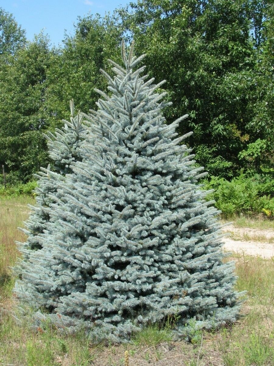 Семена Ель голубая Кайбаб (Picea pungens glauca kaibab) 20 штук