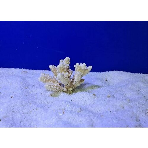 StellexAqua Коралл Поциллопора 7.5-12.5 см