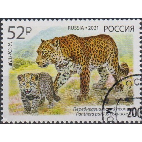 почтовые марки польша 2021г леопард леопарды mnh Почтовые марки Россия 2021г. Исчезающие виды животных - переднеазиатский леопард Кошки, Леопарды U