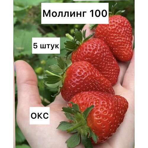 Клубника Моллинг 100 5 штук ОКС