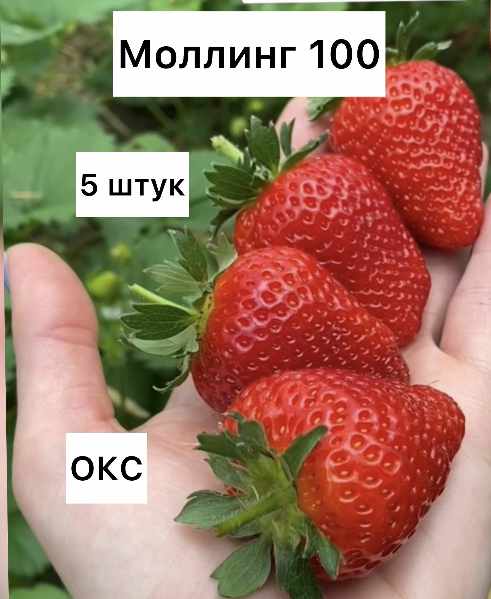 Клубника Моллинг 100 5 штук ОКС