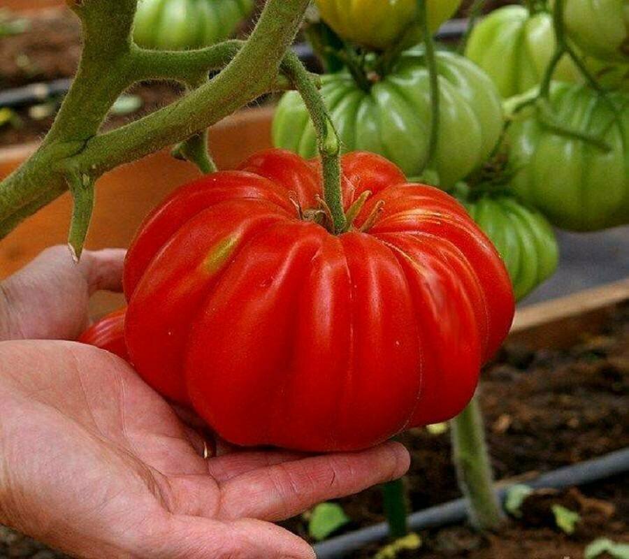 Семена томата Нина, среднеспелые, индетерминант, желтый бутон, 10 шт — фото 1
