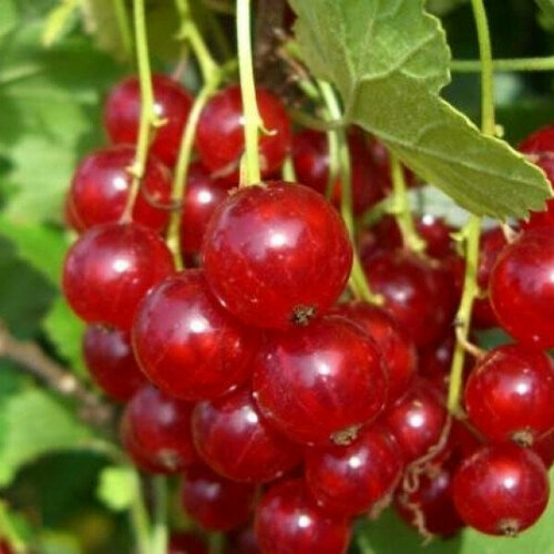 Саженец Смородина красная Газель смородина красная виксне ribes rubrum саженец 15л закрытая зкс