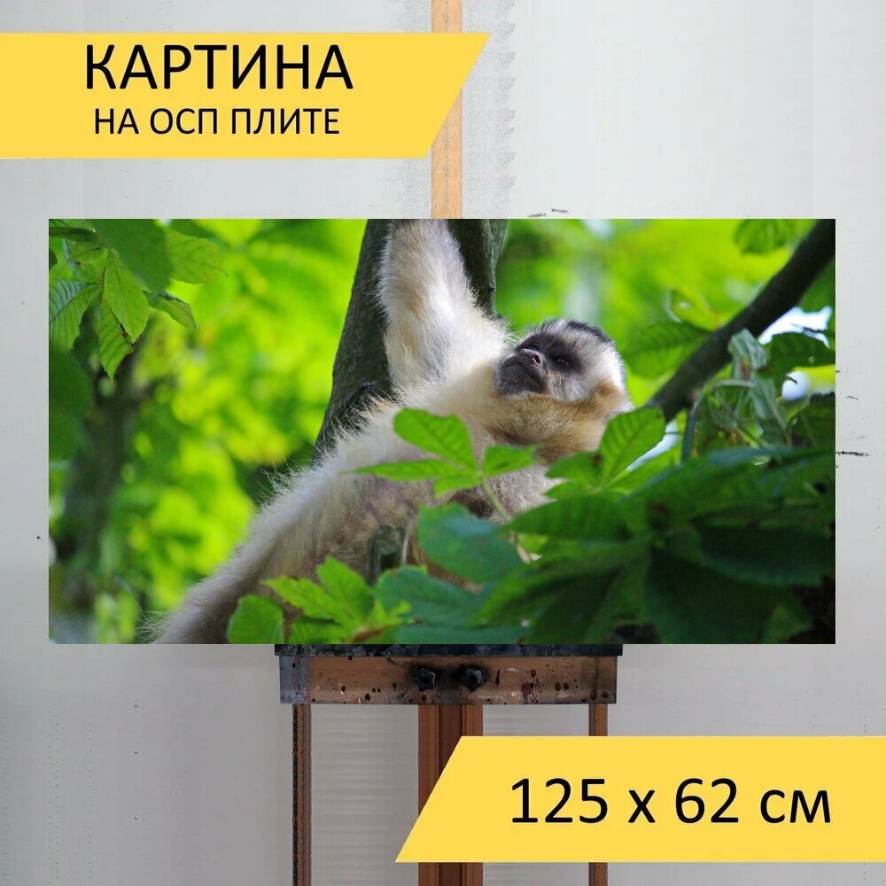 Картина на ОСП 125х62 см. "Обезьяна капуцин обезьяна зоопарк" горизонтальная для интерьера с креплениями