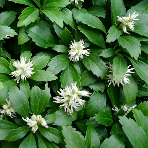 Пахизандра 950₽