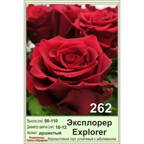 Эксплорер комплект штамбовых роз цветочный перезагруз саженцы