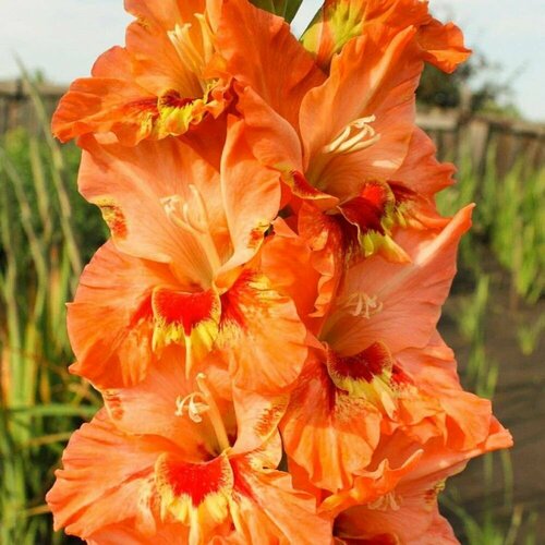 Гладиолус крупноцветковый Эрес Ту 3 шт 849₽