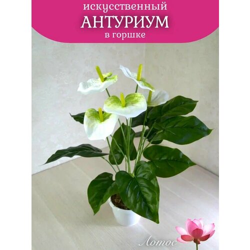 Антуриум белый 5 голов в горшке латексный от бренда Лотос 1000₽