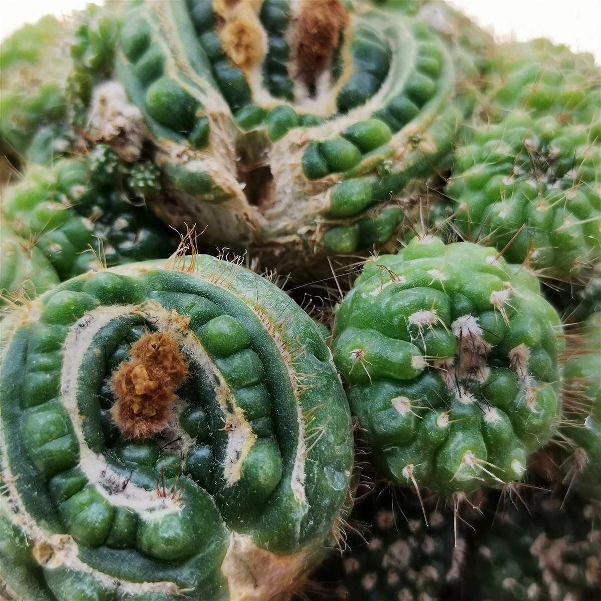 Нотокактус Юбельмана Монструозо (Notocactus Uebelmannianus Mostruoso) D65см