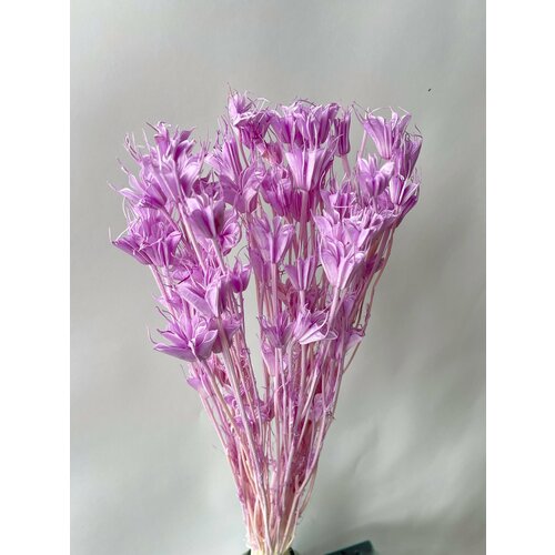 Нигелла сиреневая / Сухоцветы для флористов, для декора, для творчества.