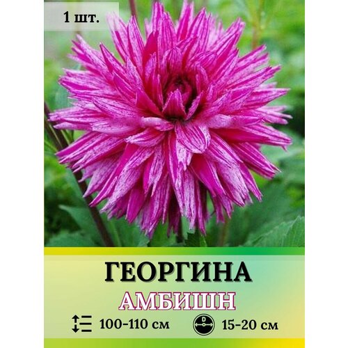 Георгина Амбишн клубень 1шт.