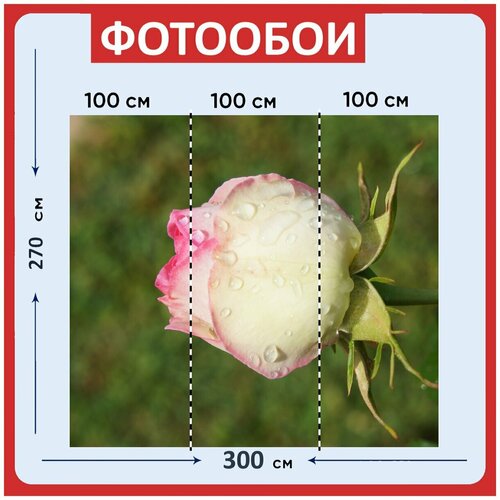 Фотообои Розовый сад уронить 300x270 см флизелиновыена стену 3980₽