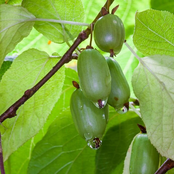 Актинидия коломикта Ароматная (женский)