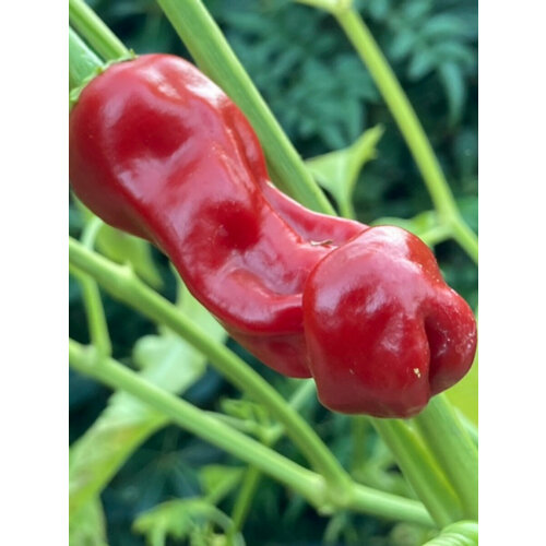 Семена Острый перец Peter pepper red, 5 штук семена острый перец 7 pot congo giant red 5 штук