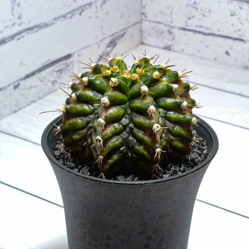 Коллекционный кактус Gymnocalycium T-Rex hybride (Гимнокалициум T-rex). Диаметр горшка 7 см. Субстрат Succuterra Classic и фирменный горшочек в комплекте.