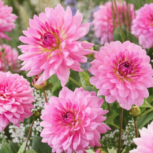 Георгина Розелла (1 клубень). Holland Bulbs (Голландия) цветок искусственный most flowers георгина тёмно розовая