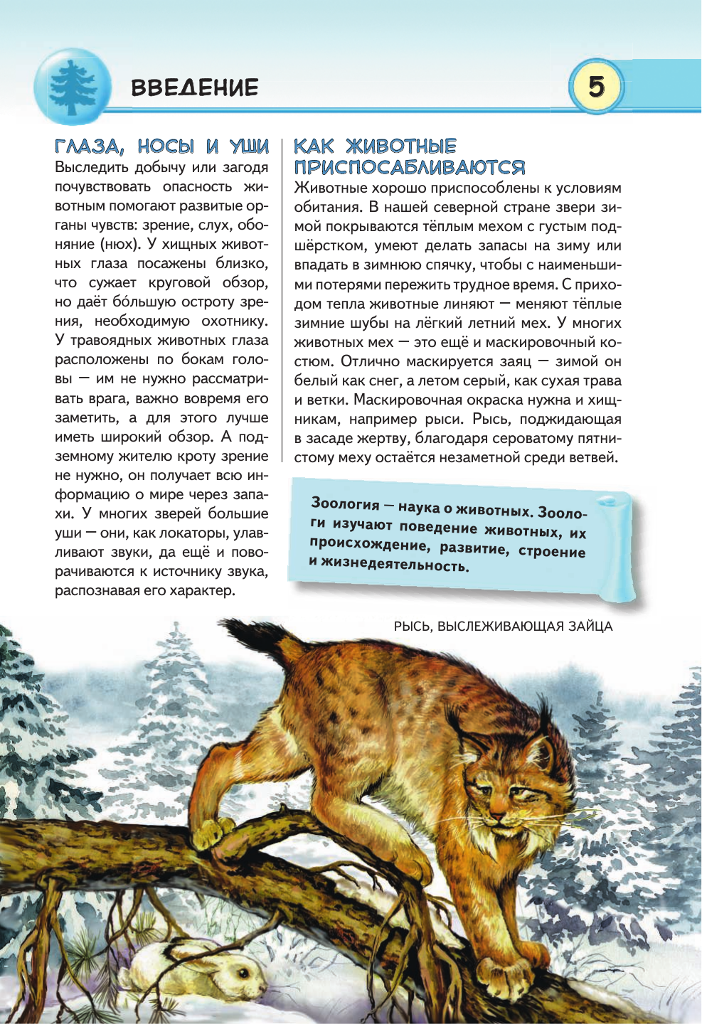 Животные наших лесов. Все лесные звери России (для ПР) - фото №7