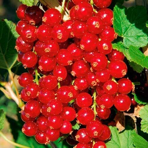 Смородина красная Гиганта / саженец смородины смородина красная рассветная ribes rubrum саженец 4 5 лет 40л закрытая зкс