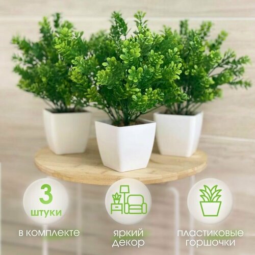 Самшит 3 ШТ 1200₽