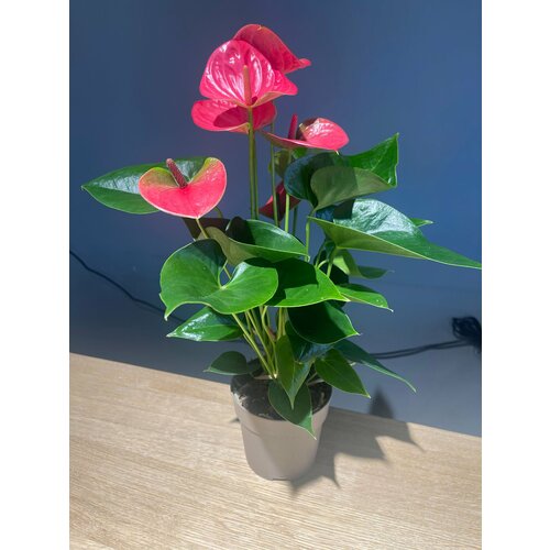 Антуриум 1885₽