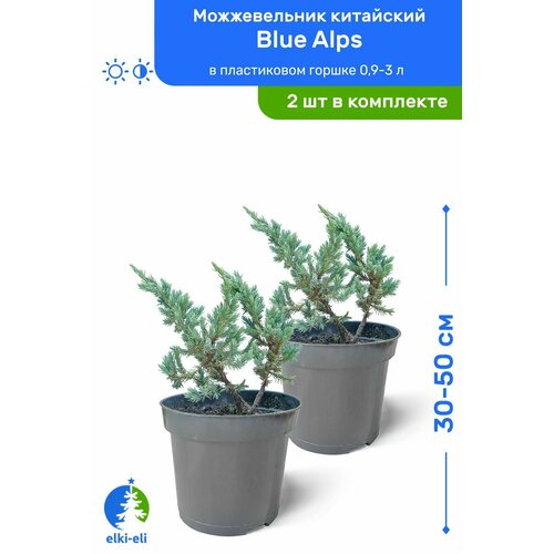 можжевельник китайский blue alps блю альпс 30 50 см в пластиковом горшке 0 9 3 л саженец хвойное живое растение комплект из 10 шт Можжевельник китайский Blue Alps (Блю Альпс) 30-50 см в пластиковом горшке 0,9-3 л, саженец, хвойное живое растение, комплект из 2 шт