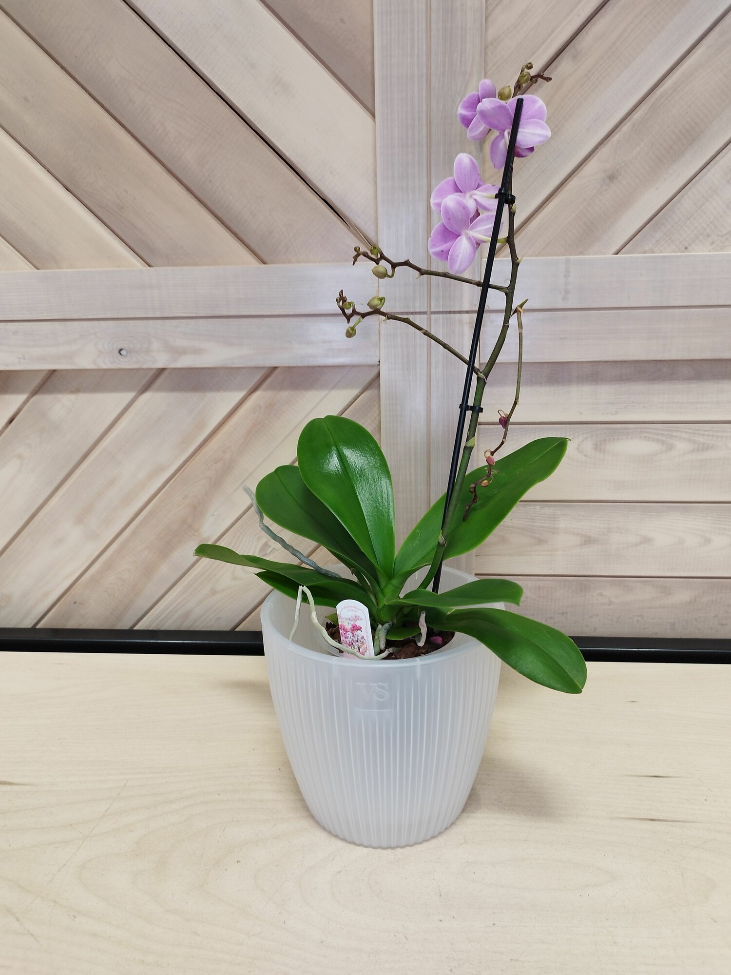 фото Горшок с вкладкой для орхидей Эви VipSet 3л; 15,5 х 17,5 см, прозрачный